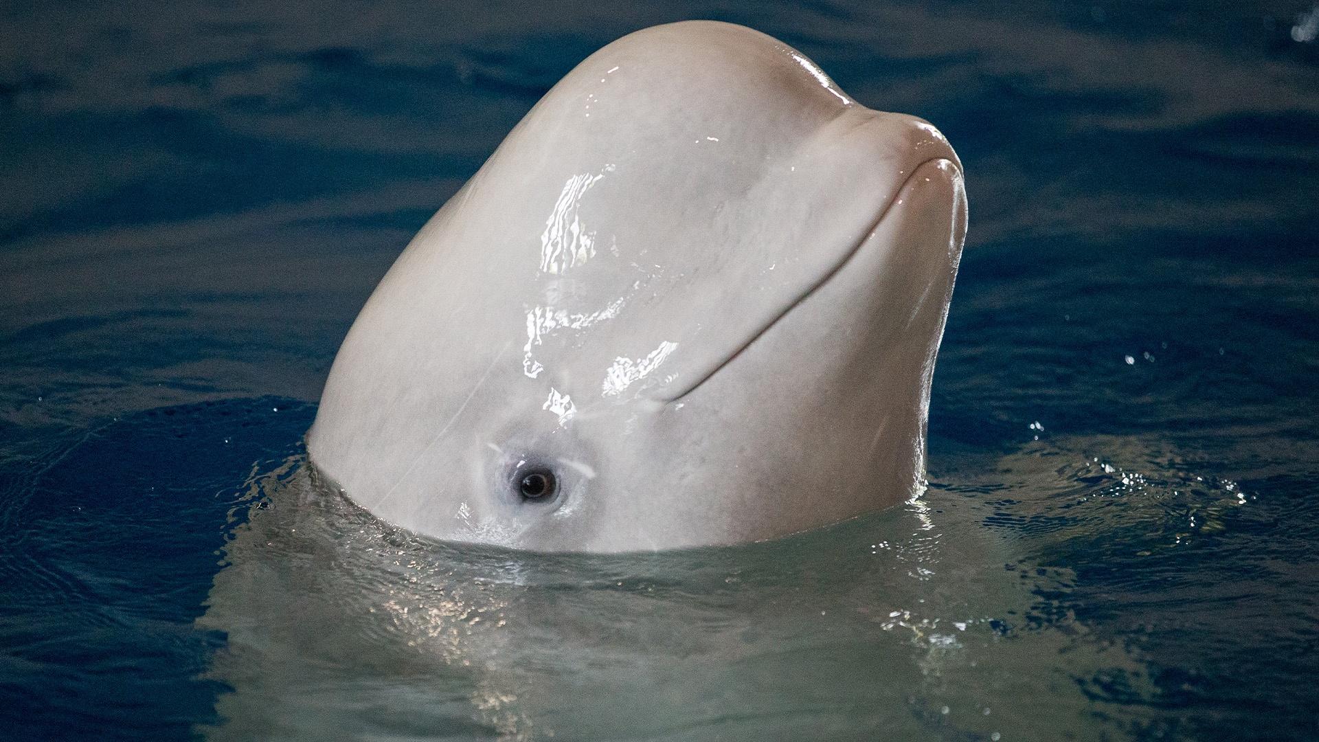 К какой группе обитателей океана относятся белухи. Кит Белуха. Белый Дельфин Белуха. Полярный Дельфин Белуха. Белуха (млекопитающее).