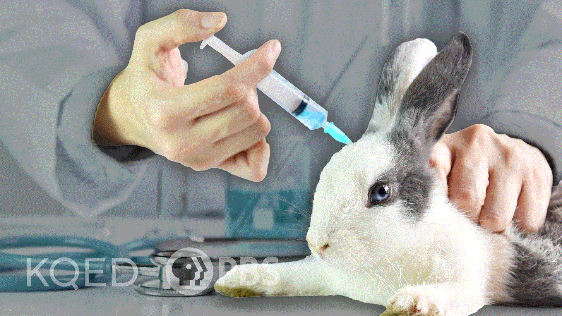 why is using animals for medical research bad