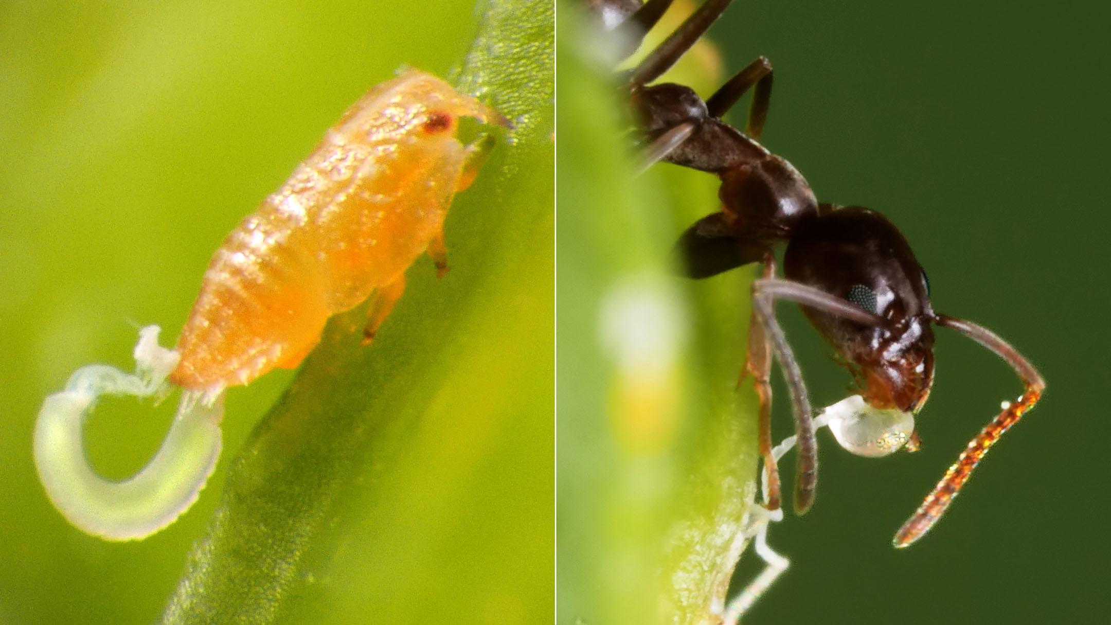 Citrus Psyllids Bribe Ants With Strings Of Candy Poop WETA