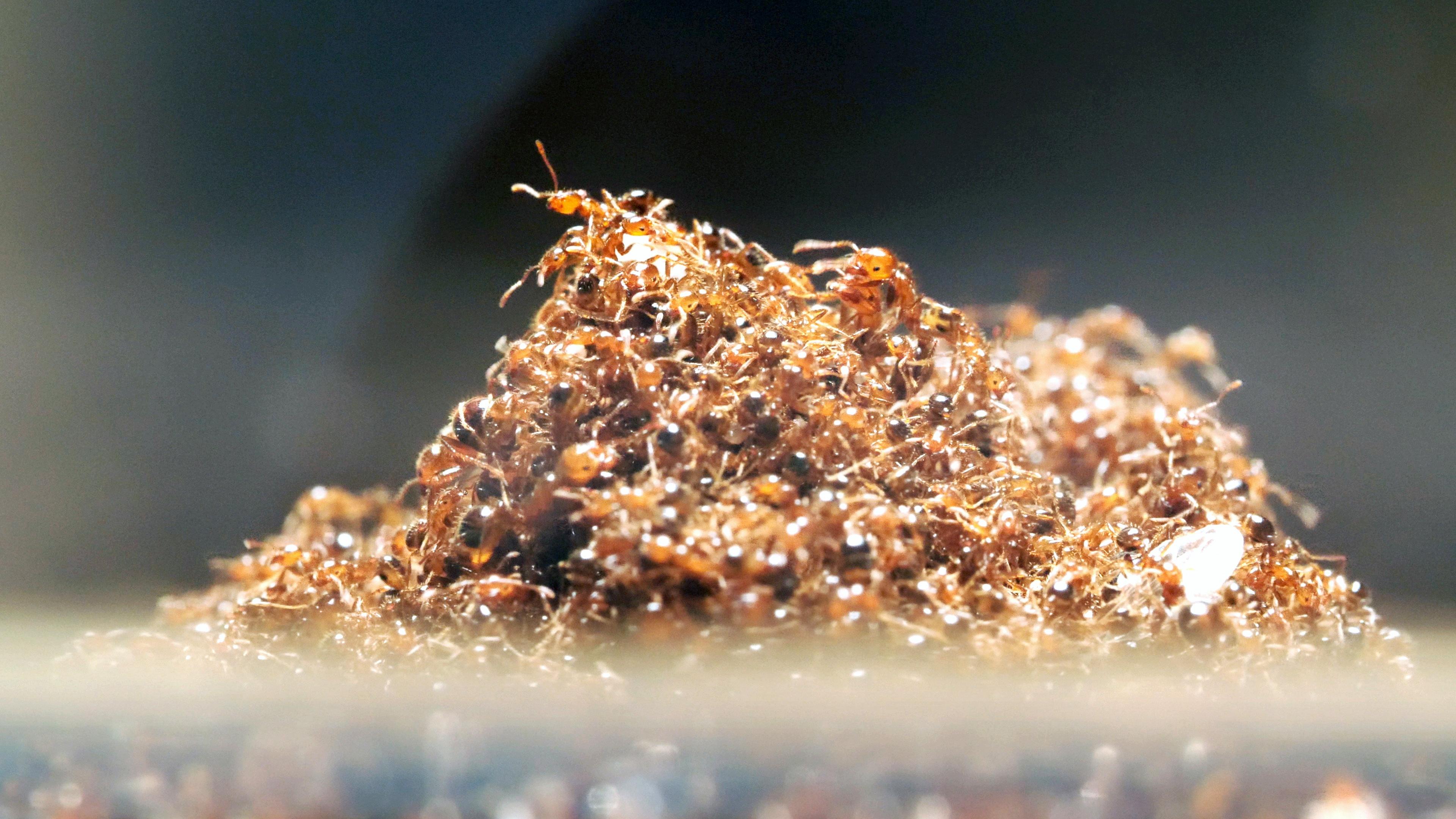 Fire Ants Turn Into A Stinging Life Raft To Survive Floods | WETA