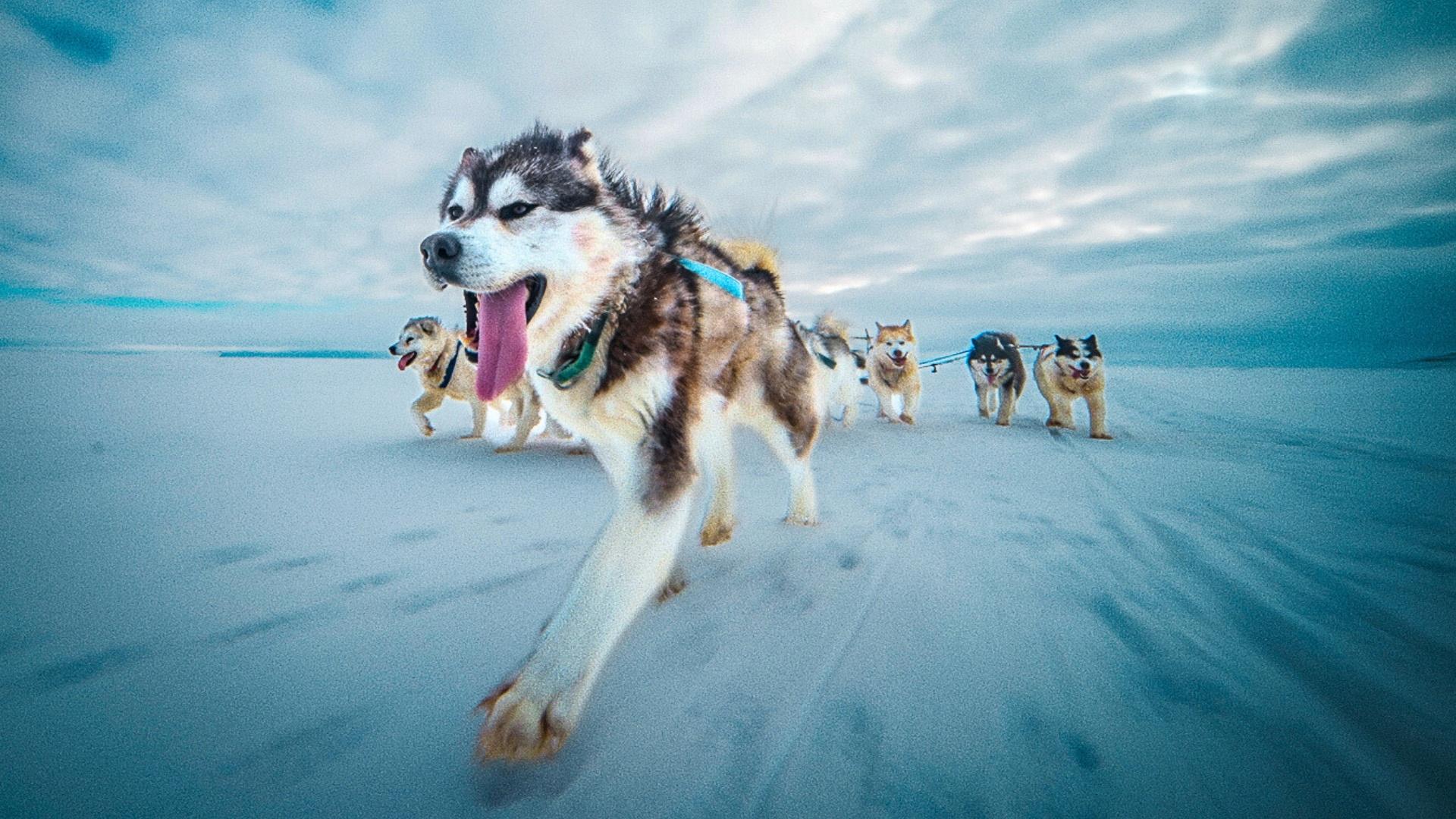 Sled Dogs The Most Extreme Distance Athletes on Earth WETA