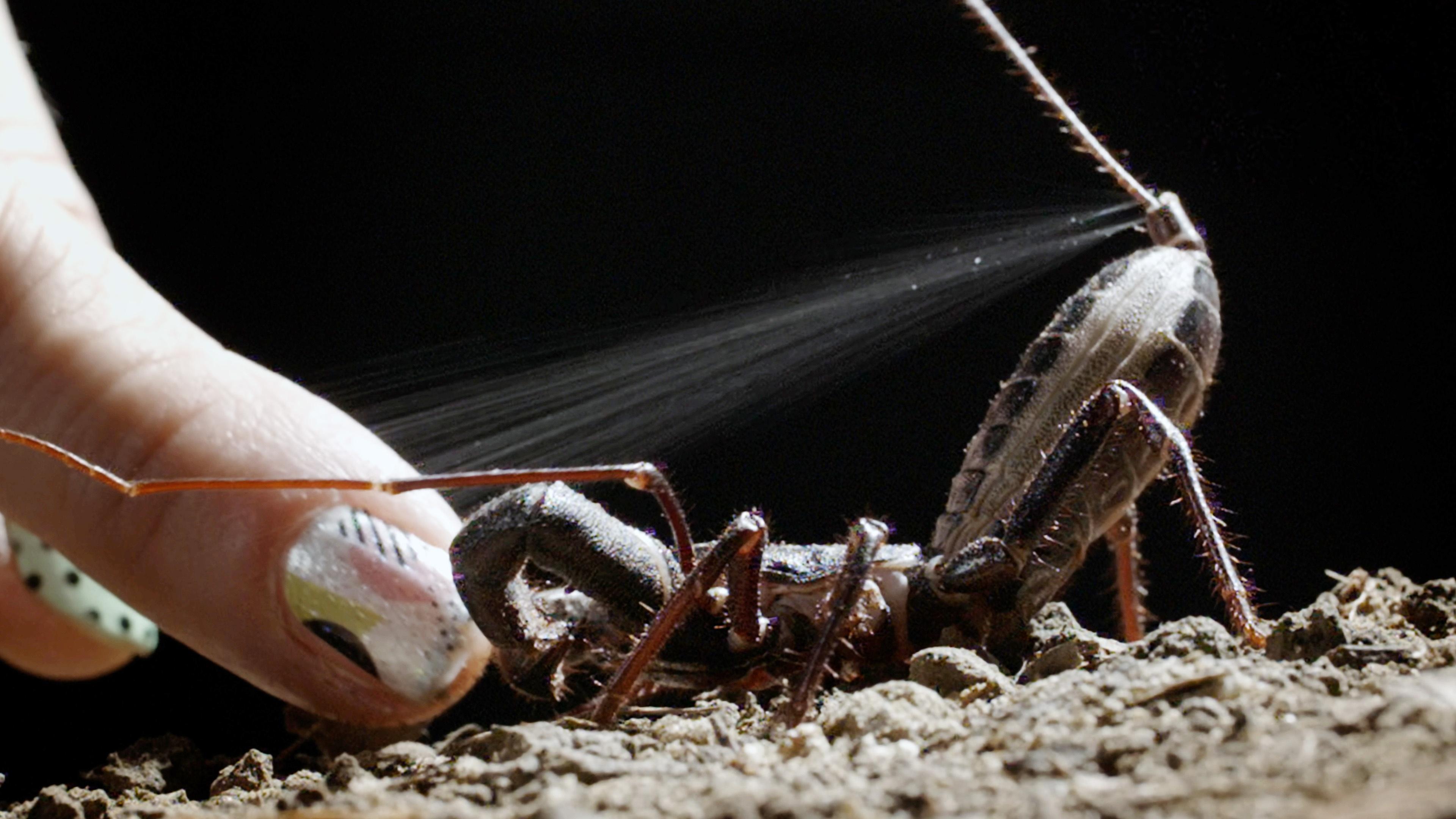 The Vinegaroon Sprays Acid to Foil Its Foes | WETA