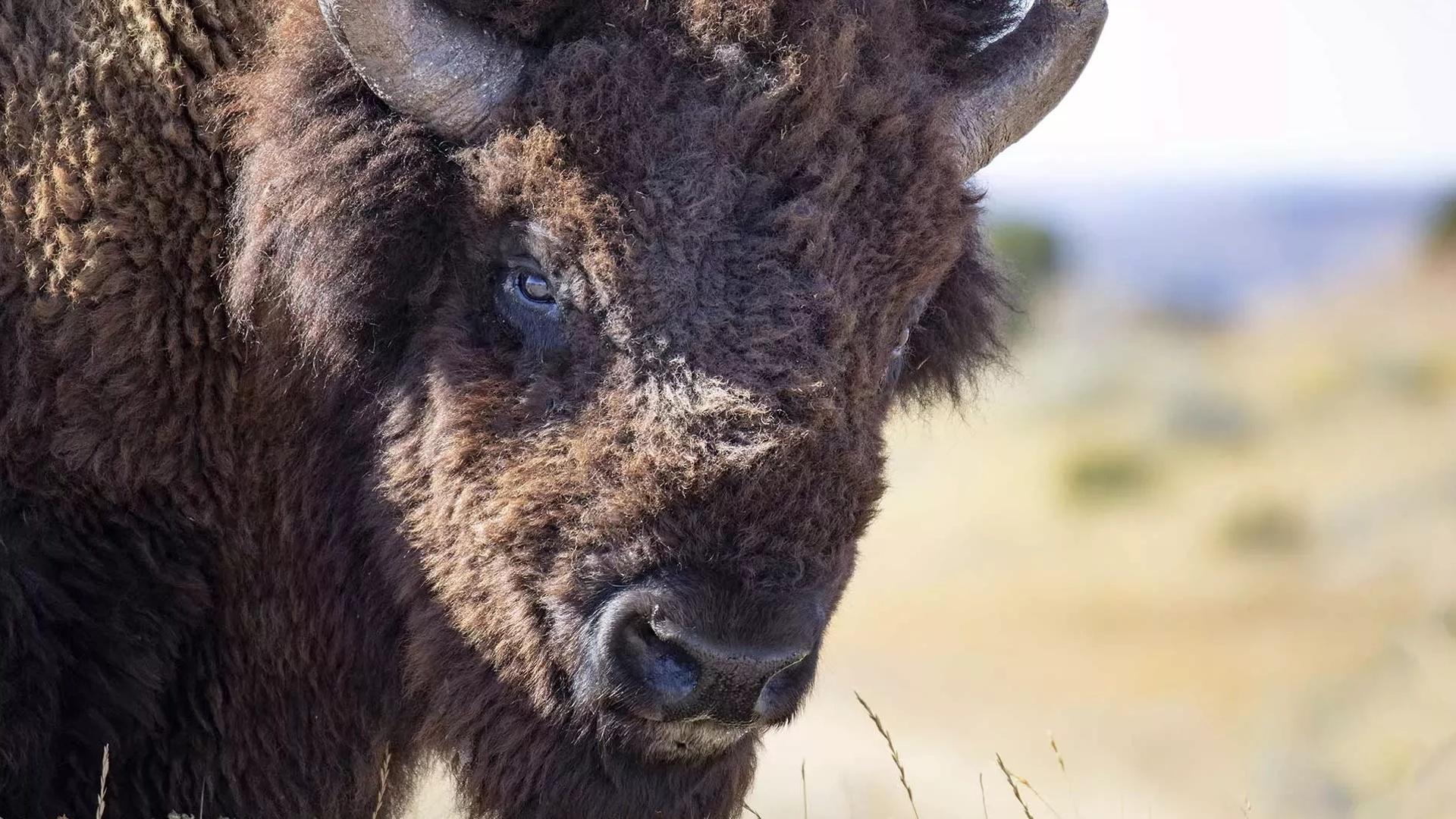 The American Buffalo | WETA