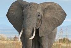 African Bush Elephant standing infront of tan vegetation, picture taken by image: By Muhammad Mahdi Karim