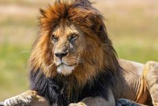 Wild lion (Panthera leo) Snyggve (also known as Bob Junior), son of C-Boy, laying on a lava rock in the Serengeti National Park.