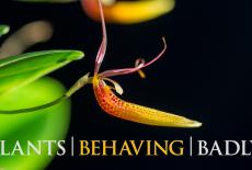 Plants Behaving Badly: show-mezzanine16x9