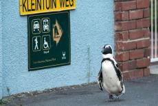 Wild Metropolis: TVSS: Iconic