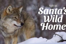 Nature: TVSS: Banner-L1