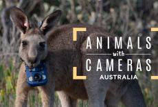 Animals With Cameras, A Nature Miniseries: TVSS: Banner-L1