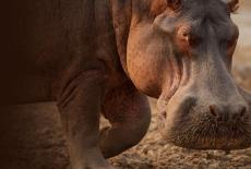 Nature: TVSS: Iconic