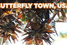 Butterfly Town, USA: TVSS: Banner-L2