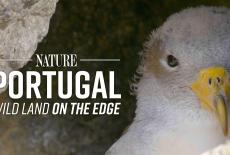 Nature: TVSS: Banner-L1