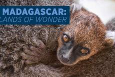 Madagascar: Islands of Wonder: TVSS: Banner-L2