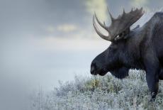 Nature: TVSS: Iconic