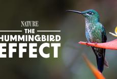 Nature: The Hummingbird Effect: TVSS: Banner-L1