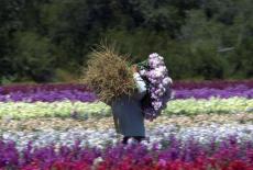J Schwanke's Life in Bloom: Flower Spice: TVSS: Iconic