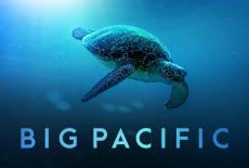 Big Pacific: TVSS: Banner-L1
