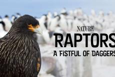 Nature: Raptors: A Fistful of Daggers: Meet the Raptors: TVSS: Banner-L1