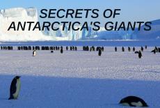 Secrets of Antarctica's Giants: TVSS: Banner-L2
