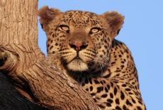 Big Cats 24/7: : TVSS: Iconic