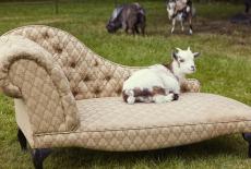 All Creatures Great and Small on Masterpiece: Pair Bond: TVSS: Iconic