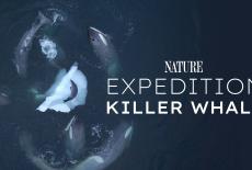Nature: Expedition Killer Whale: TVSS: Banner-L1