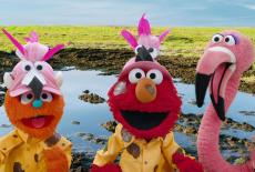 Sesame Street: The Flamingo Scoop: TVSS: Iconic