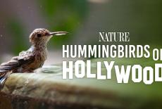 Nature: Hummingbirds of Hollywood: TVSS: Banner-L1