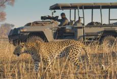 Big Cats 24/7: : TVSS: Iconic