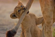 Big Cats 24/7: : TVSS: Iconic