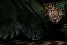 Nature: Jaguar Beach: TVSS: Iconic