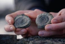 Why Dinosaurs?: TVSS: Iconic