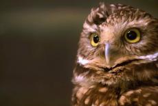 This American Land: Ruffed Grouse #2; Agrivoltaics; Clean Water From Farmlands; Beaver Corps; Right Whales: TVSS: Iconic