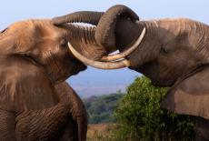 Nature: Tusker: Brotherhood of Elephants: TVSS: Iconic