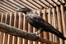 Inside the Tower of London: : TVSS: Iconic