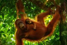 Nature: Parenthood: Grasslands: TVSS: Iconic