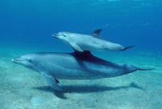 Nature: Parenthood: Oceans: TVSS: Iconic