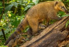 Nature: Parenthood: Jungles: TVSS: Iconic