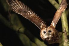 Nature: Raptors: A Fistful of Daggers: Extreme Lives: TVSS: Iconic