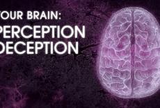 NOVA: Your Brain: Perception Deception: TVSS: Banner-L1