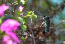 The Age of Nature: Awakening: TVSS: Iconic