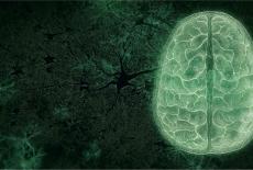 NOVA: Your Brain: Who's in Control?: TVSS: Iconic