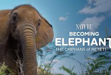 Nature: Becoming Elephant: The Orphans of Reteti: Baby Steps: TVSS: Banner-L1