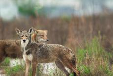 Chasing the Tide: Ghosts of Our Past: TVSS: Iconic