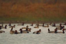 Chasing the Tide: Our Living Coastline: TVSS: Iconic