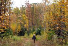 The Future of Nature: Forests: TVSS: Iconic