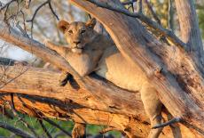 Our Gorongosa: TVSS: Iconic