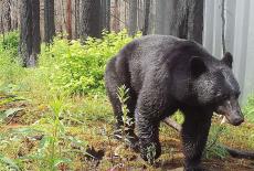 Elemental: Reimagine Wildfire: TVSS: Iconic