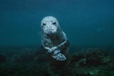 Sea Change: The Gulf of Maine, A NOVA Special Presentation: Bounty: TVSS: Iconic