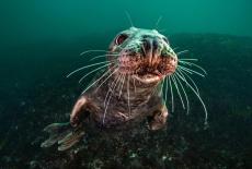 Sea Change: The Gulf of Maine, A NOVA Special Presentation: Peril: TVSS: Iconic